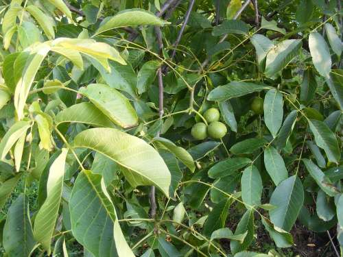 Green Immature Leaf Tree Unripe Walnuts Fruit