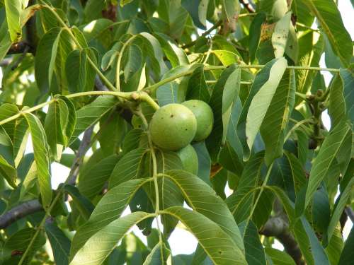 Green Immature Leaf Tree Unripe Walnuts Fruit