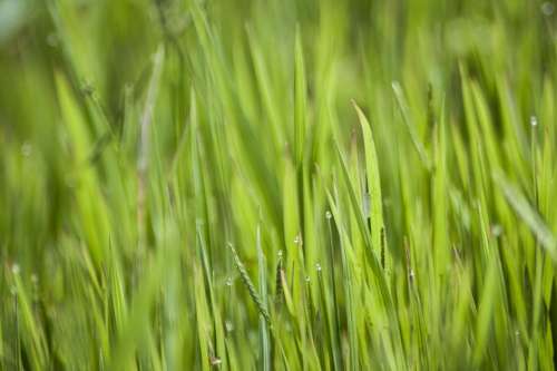Green Grasses Nature Blade Of Grass Plant Grass