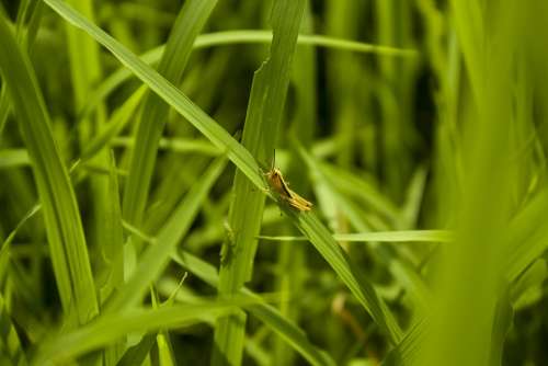 Green Grasshopper Paddy Field Nature Background
