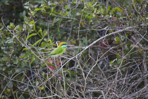 Green Bee-Eater Bird Merops Orientalis