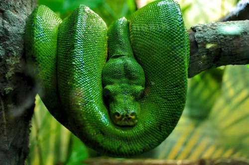 Green Boa Boa Nature Reptile Snake Serpent