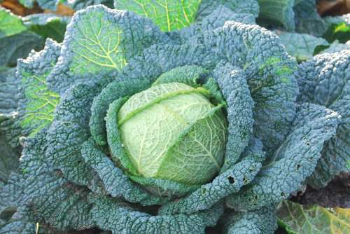 Green Cabbage Vegetable Cabbage