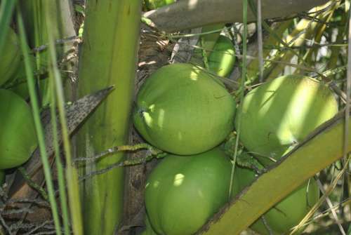 Green Coconut Coco Coconut Tree Coconut Trees