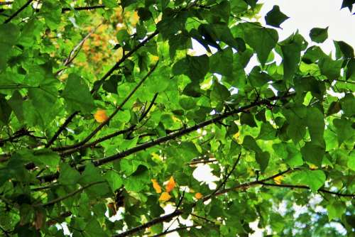 Green Foliage Leaves Dense Tree Green Yellow