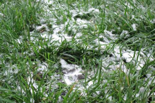 Green Grass Lawn Frost