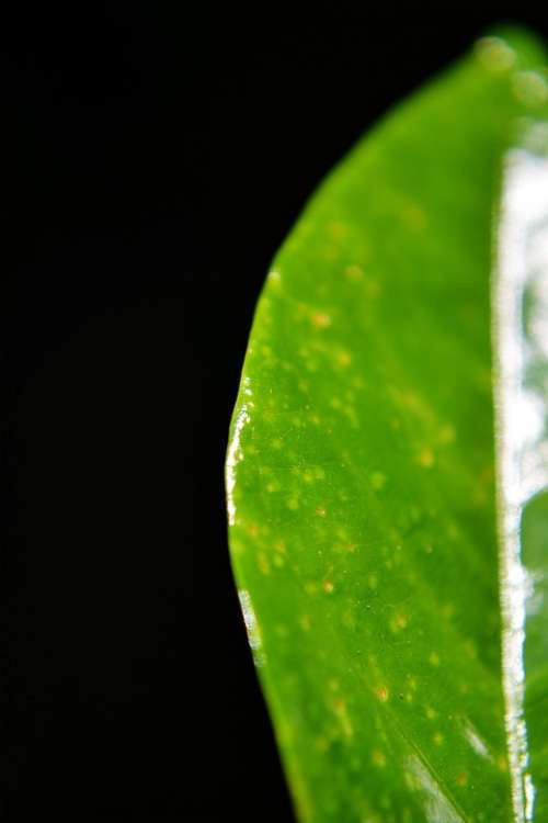 Green Leaf Leaf Close-Up Wax Leaf Shiny Leaf