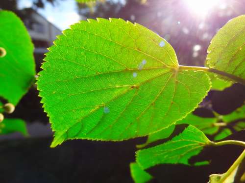 Green Leaf Leaf Sunlight Jagged