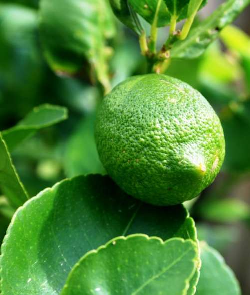 Green Lemon Fruit Lemon Green Leaves Sour Unripe