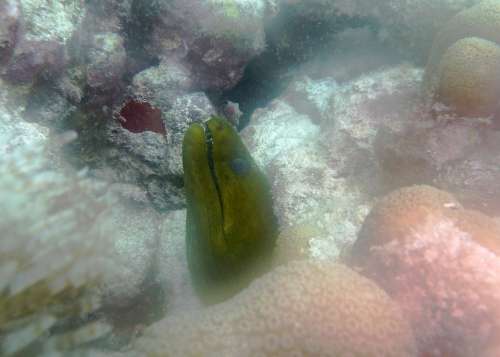 Green Moray Eel Scuba Sea Life Scuba Diving White