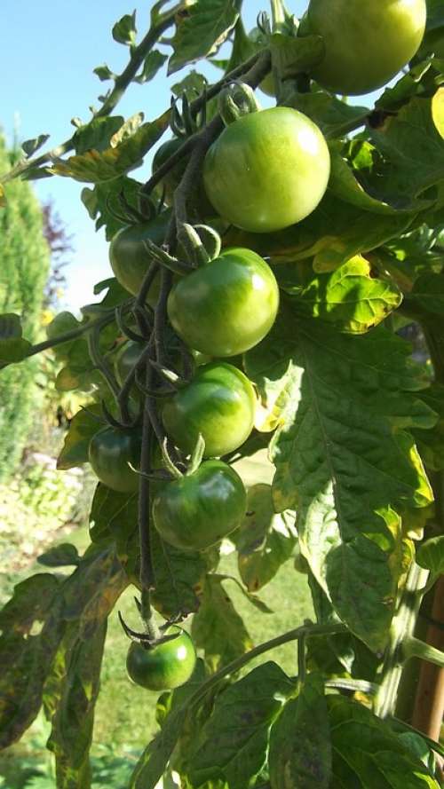 Green Tomatoes Sun Allotment