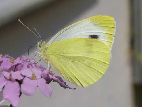 Green Tube White Pieris Napi Butterfly Insect