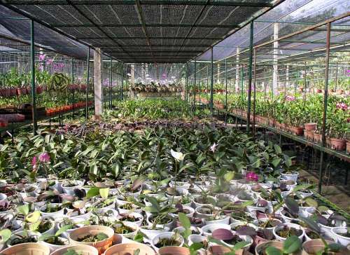 Greenhouse Orchids Seeding Plants Environment Farm