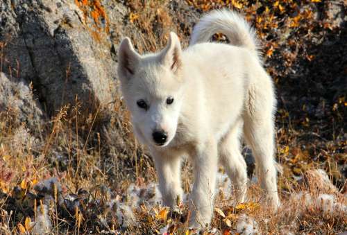 Greenland Dog Dog Draghund Fur