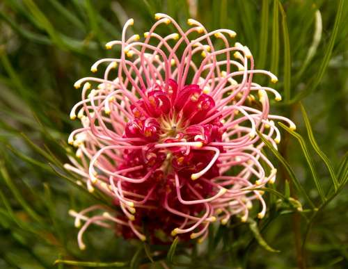 Grevillea Flower Australian Native Pink White