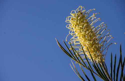Grevillea Flower Creamy White Australian Native