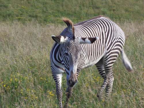 Grevy'S Zebra Zebra Imperial Zebra Stripes Safari