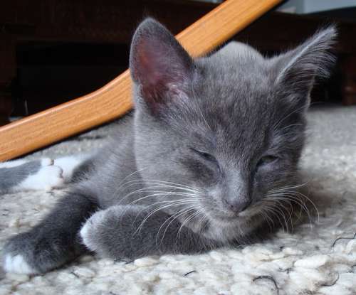 Grey Gray Kitten Cat Young Sleepy Sleeping