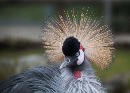 Grey Crowned Crane Bird Animal Animals Nature