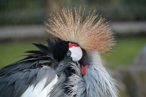 Grey Crowned Crane Bird Birds Eyes View Animals