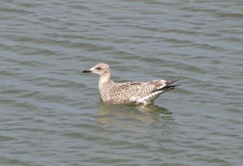 Grey Gull Seagull North Sea Water Sea Bird