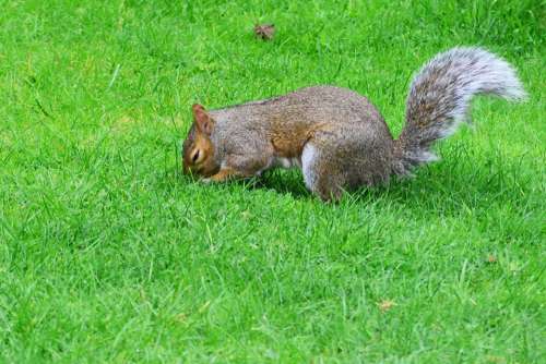 Grey Squirrel Burying Nut Rodent Squirrel Animal