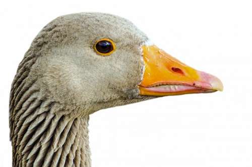 Greylag Isolated Pets Neck Agriculture White