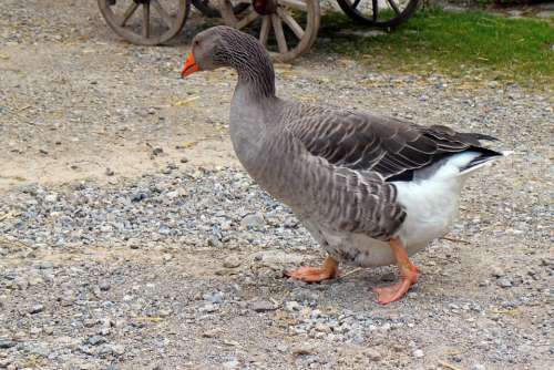 Greylag Goose Goose Domestic Goose Hofgans