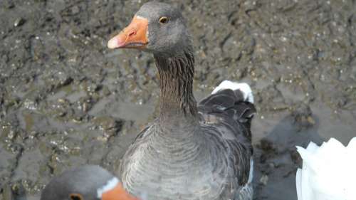 Greylag Goose Goose Domestic Goose Hofgans