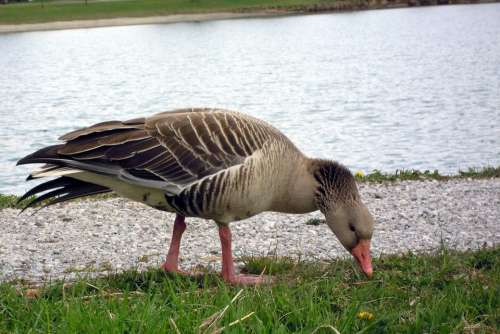 Greylag Goose Grass Eat Peaceful Trustful