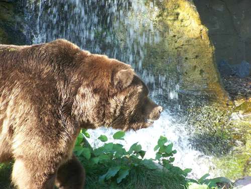Grizzly Bear Grizzly Bear Kodiac Zoo