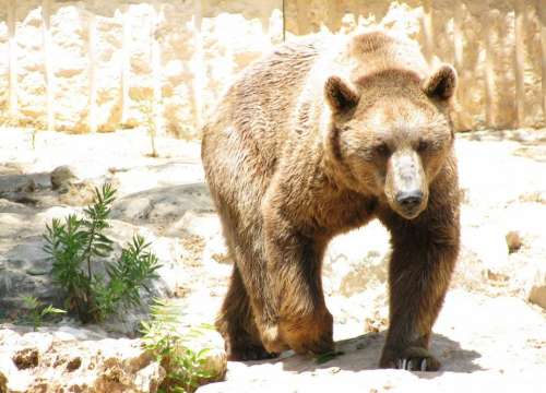 Grizzly Brown Bear Bear Brown Mammal Animal Zoo