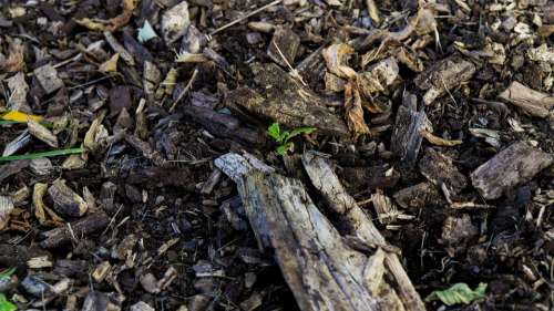 Ground Texture Wood Nature Outdoor Dirt Plant