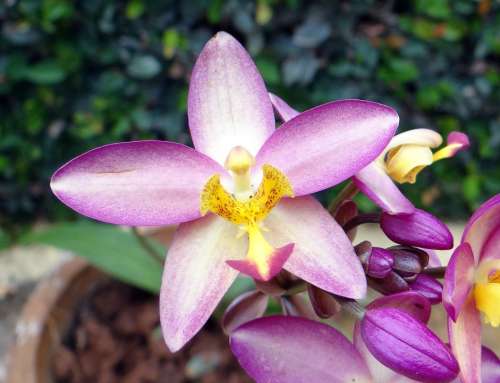 Ground Orchid Flower Spathoglottis Plicata