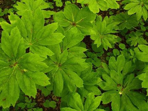 Groundcover Woods Texture Shady Shade Green