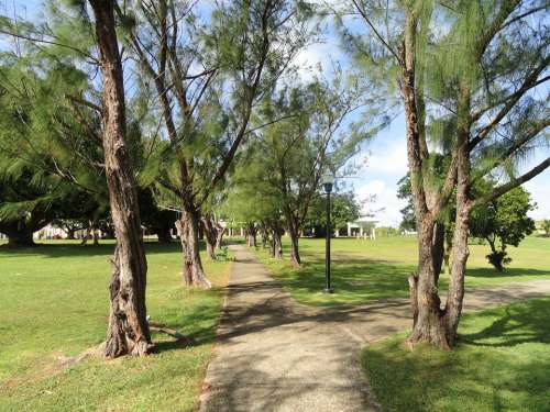 Guam University Campus Nature Outside Trees