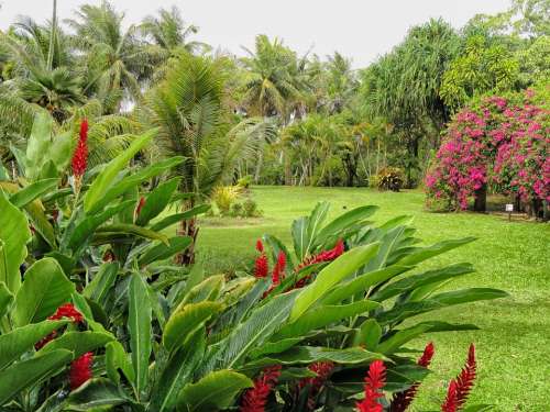 Guan Landscape Scenic Plants Flowers Palms