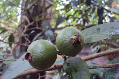Guava Unripe Fruit Green Fruit Tropical
