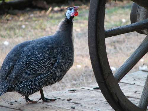 Guinea Fowl Guinea-Fowl Chicken Birds Bird