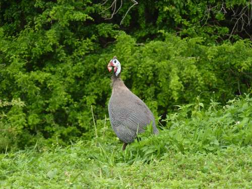 Guinea Fowl Guadeloupe Poultry Bird Pasture