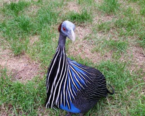 Guinea Fowl Geierperlhuhn Numididae Species