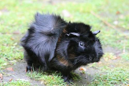 Guinea Pig Guinea Pig House Cavia Porcellus Form