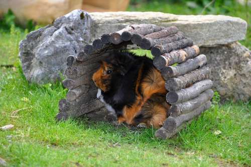 Guinea Pig Pet Nager Rodent Hiding Place Hidden