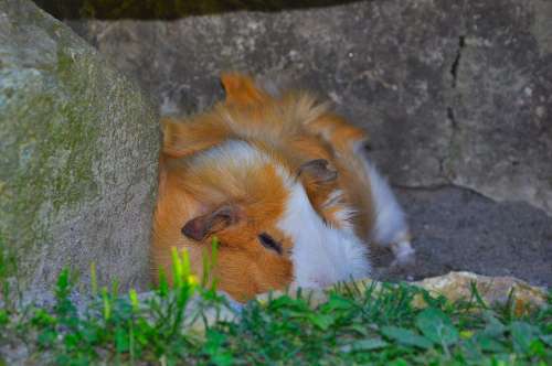 Guinea Pig Pet Nager Rodent Animal Cute