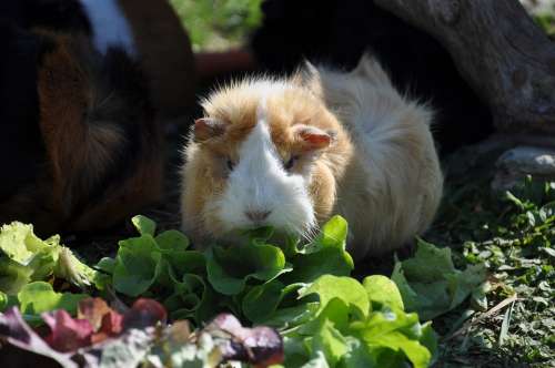 Guinea Pig Salad Eat Rosette Rodent Animals