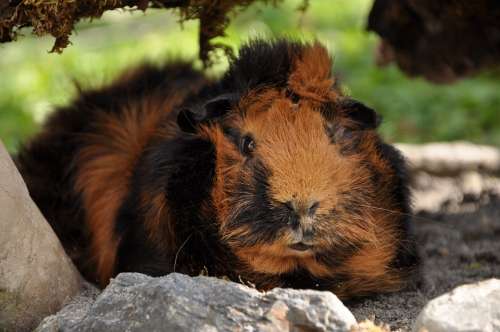 Guinea Pig Rosette Brindle Rodents Nature