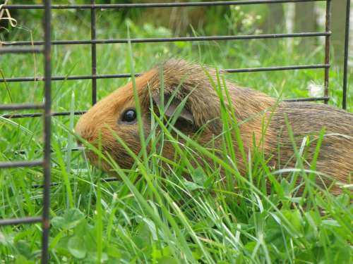Guinea-Pig Male Agouti Red Cage Feast Grass