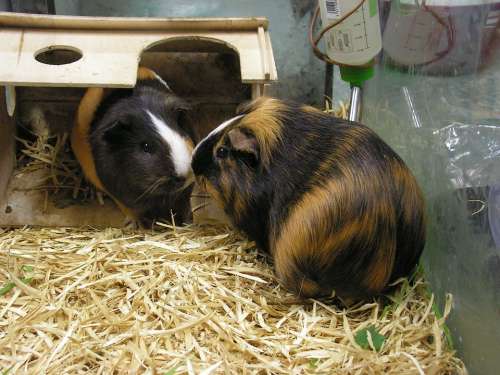 Guinea Pigs Guinea-Pig Two Female Male Tricolour