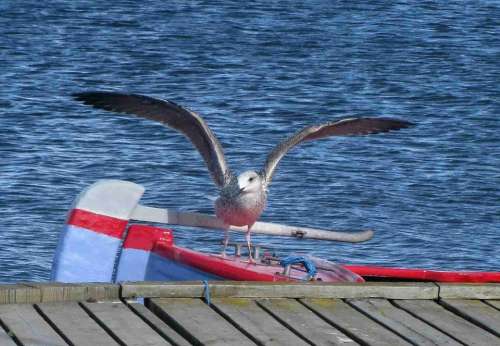 Gull Bird Waterfowl Water Nature Flying Sea Wing