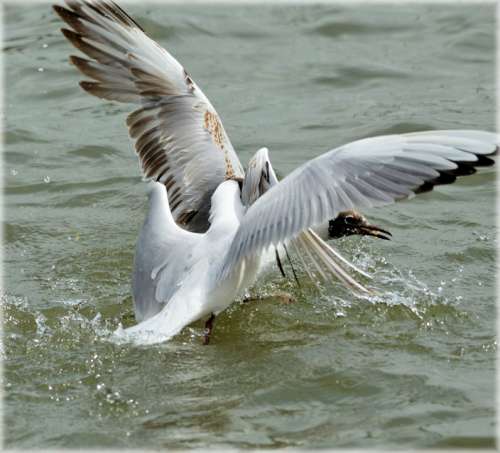 Gull Gulls Water Bread Food Fight Fighting